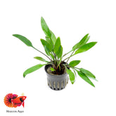 Cryptocoryne Lutea